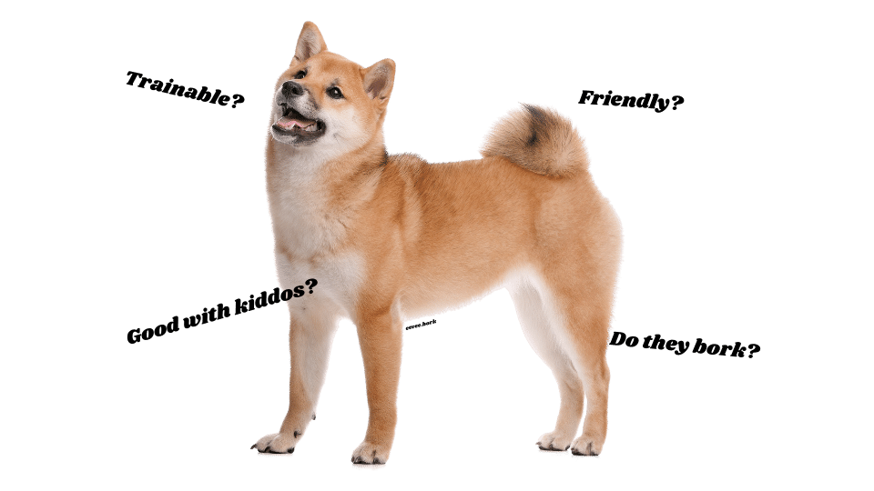 Shiba Inu Breed Info